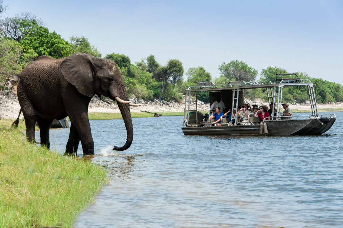 Zambezi Queen Game cruise mit Elefant