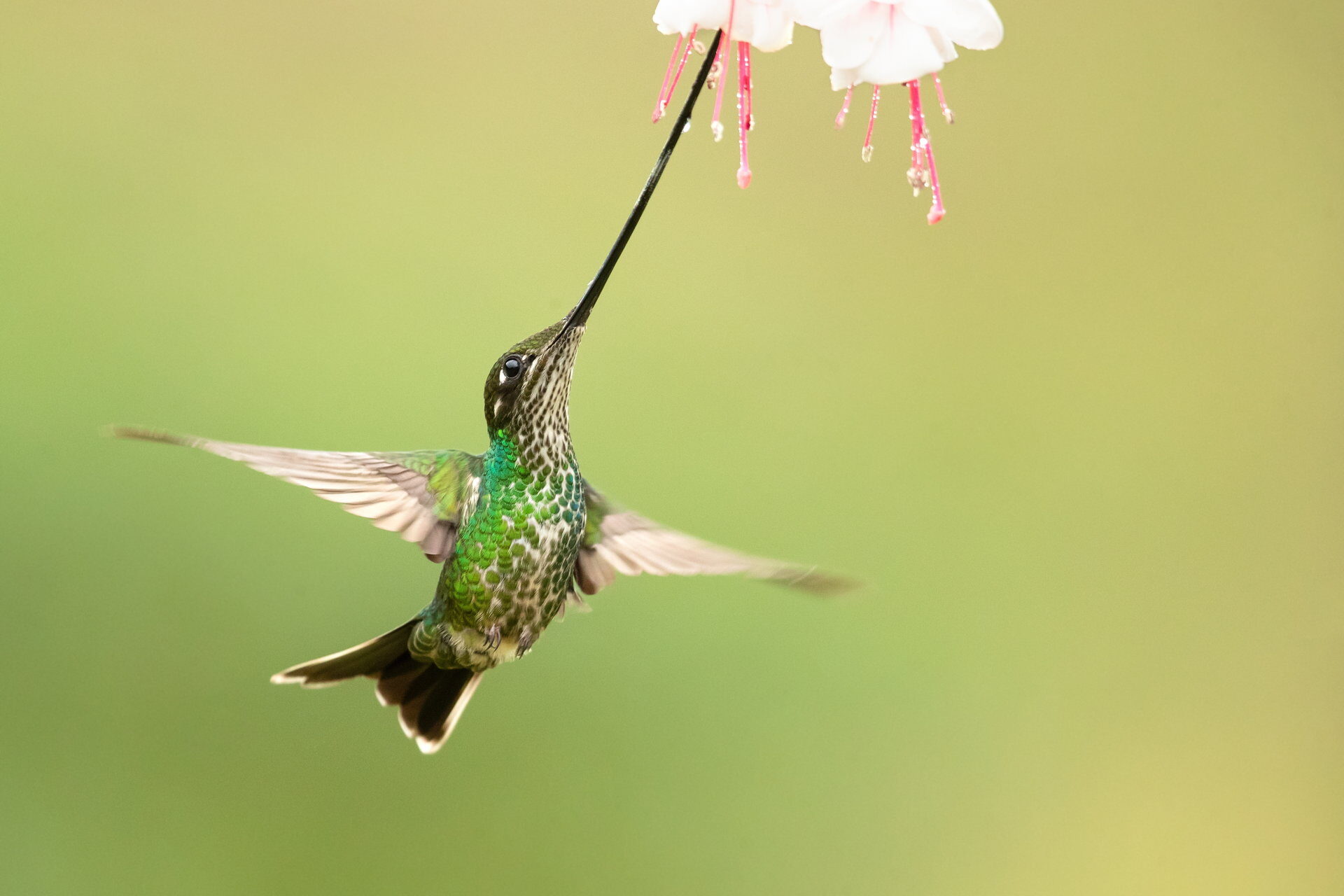 Sword Billed,hummingbird,(ensifera,ensifera),,also,known,as,the,swordbill,,is