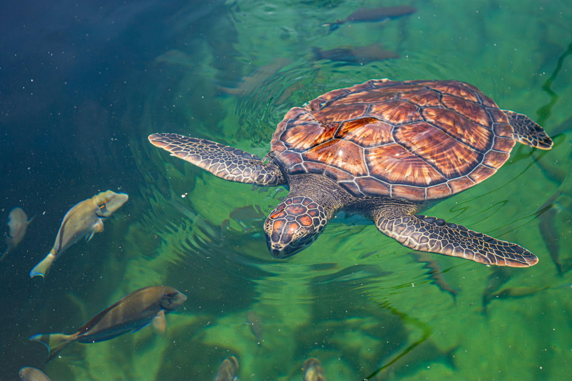 Anmutige Meeresschildkröte schwimmt im Aquarium im Wasser