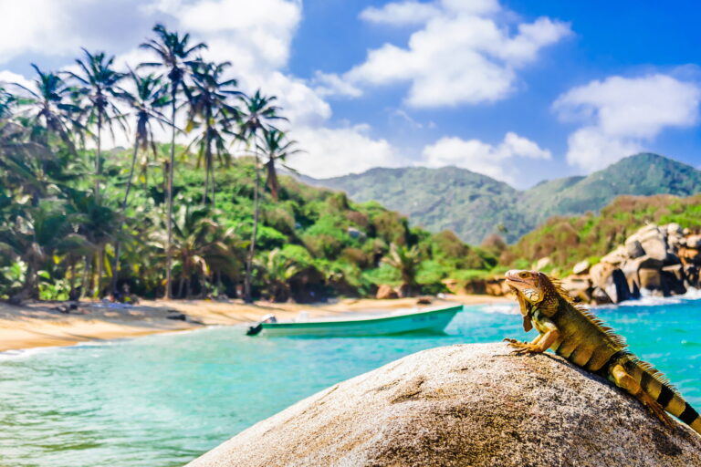 Blick auf einen Leguan auf einem Felsen im Nationalpark Tayrona in Kolumbien